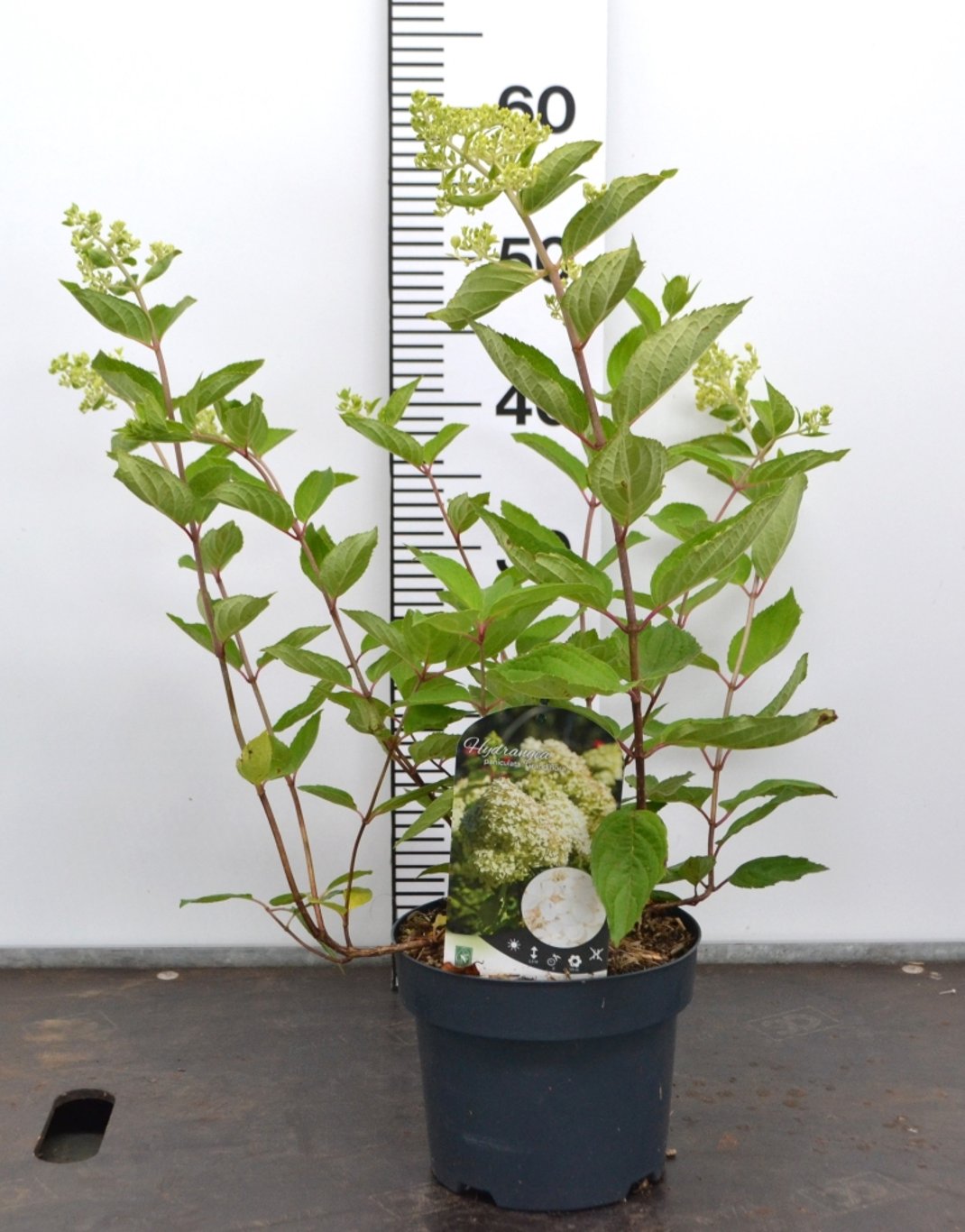 Hydrangea pan. 'Grandiflora' - C3 20-40 CM